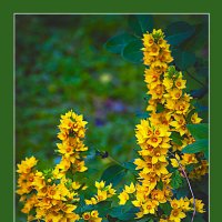 Летний этюд :: Владимир Кроливец