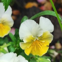 ,,, :: Сергей Тимоновский