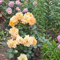 ,,, :: Сергей Тимоновский