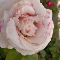 ***** :: Елена Семигина