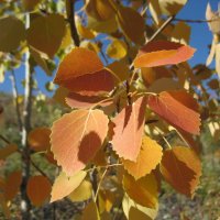 Осина :: Anna Ivanova Осина :: Anna Ivanova