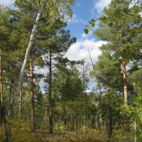 Лес :: Anna Ivanova