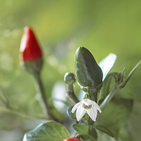 Aji Pipi de Mono :: Svetlana Galvez