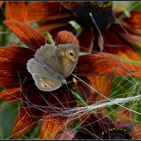 Сатир :: Aleksandr Gal