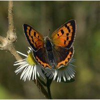 Червонец пятнимтый :: Aleksandr Gal