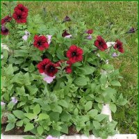 Петунии в саду. :: Ольга Довженко Петунии в саду. :: Ольга Довженко