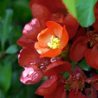 Цветёт японская айва :: Евгений Цветёт японская айва :: Евгений