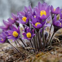 сон-трава :: Виктор Ковчин