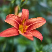 лилия :: Александр Леонов