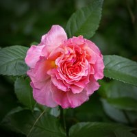 Роза :: Aleksey Afonin