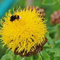 "Ананасик" (Василёк жёлтый крупноголовый) :: Светлана "Ананасик" (Василёк жёлтый крупноголовый) :: Светлана