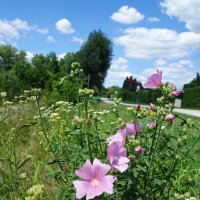 Лето... :: Галина 