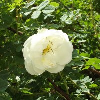 Шиповник :: Freddy 97