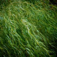 ива :: РозаВетроф 