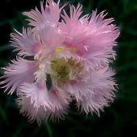 Гвоздика :: Елена Семигина Гвоздика :: Елена Семигина