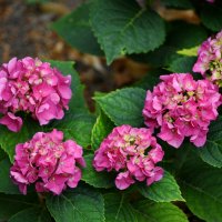 Гортензия :: Татьяна Евдокимова