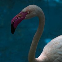 Зоопарк Хайфы 12 июня 2025 г. :: ujgcvbif 