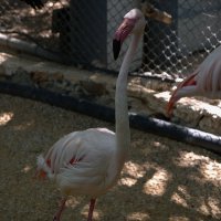 Зоопарк Хайфы 12 июня 2025 г. :: ujgcvbif 