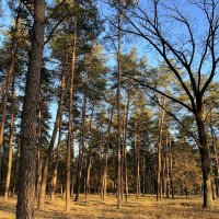 СОСНЫ   ВЕЛИКАНЫ :: Анатолий Малобродский