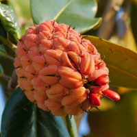 "О, чудный плод !" :: Alexey YakovLev "О, чудный плод !" :: Alexey YakovLev