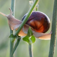 Удобно устроилась... :: Надежда Куркина 