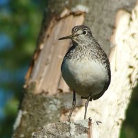 черныш :: gawrilа - dan