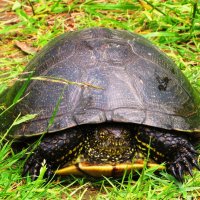 Рядом с озером :: Андрей Снегерёв Рядом с озером :: Андрей Снегерёв