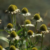 ... :: Николай Саржанов