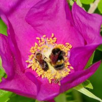 в последний день июня 1 :: Александр Прокудин в последний день июня 1 :: Александр Прокудин