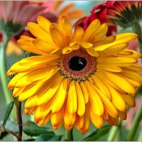 Про герберы... :: Aquarius - Сергей