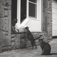 Иерархия (чб) :: Сергей Царёв