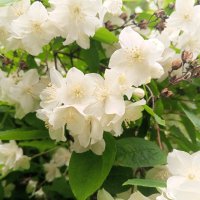 Чубушник :: Сапсан 