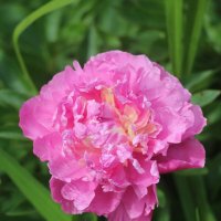 Цветочное настроение. Пион :: Наталья Герасимова