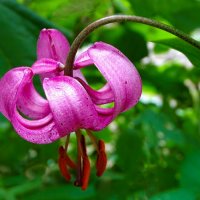 Лилия кудреватая (саранка). :: Милешкин Владимир Алексеевич 