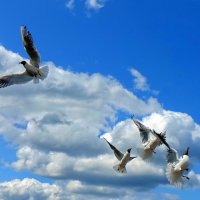 Чайки бесятся. :: Игорь Корф