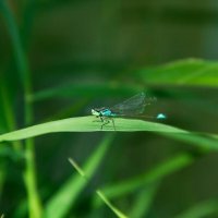 Стрекоза :: Oksana Verkhoglyad