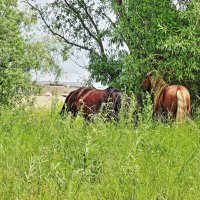 Июль...Пасутся кони на  зеленом лугу! :: Владимир 