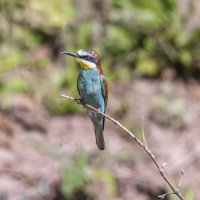 щурки. :: юрий макаров