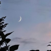 Растущая луна :: Людмила Смородинская