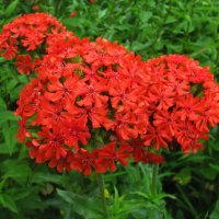 Лихнис цветёт :: Людмила Смородинская