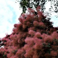 Розовое туманное облако. :: Татьяна Помогалова Розовое туманное облако. :: Татьяна Помогалова