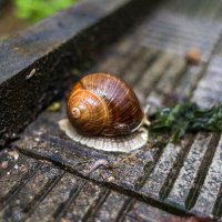 Мать :: Марина Мамаева Мать :: Марина Мамаева