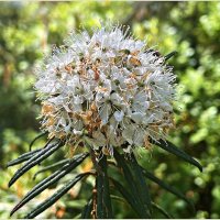 Отцветающий багульник. :: Валерия Комова