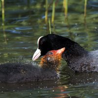 Лысухи. :: Владимир Безбородов Лысухи. :: Владимир Безбородов