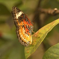 !!!!! :: kolyeretka !!!!! :: kolyeretka