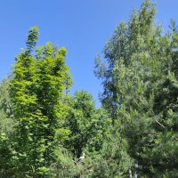 "Аист" заблудился. :: Ольга Довженко