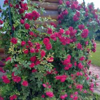 Красота природы. :: Ольга Довженко