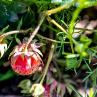 Клубника :: Светлана SvetNika17