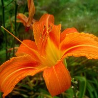 Ли... :: Елена Семигина