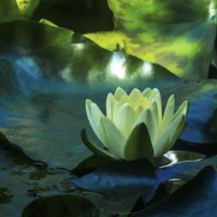 Белая водяная лилия :: Валентин Семчишин
